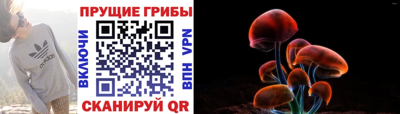 кракен как зайти  Коряжма  Псилоцибиновые грибы мицелий 
